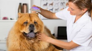 דום לב